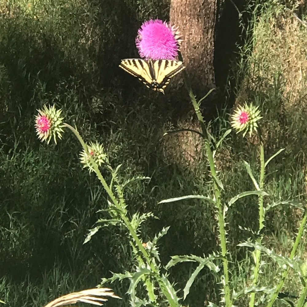 Meet your Posher, Kelley